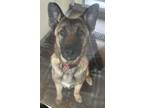 Adopt Rocky a Belgian Malinois / Mixed dog in Monterey, CA (37651846)