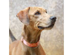 Adopt Margot A Brown/Chocolate Hound (Unknown Type) / Mixed Dog In Lihue