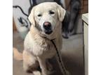 Adopt HAZEL a White - with Tan, Yellow or Fawn Great Pyrenees / Labrador