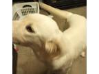 Adopt PEARL a White - with Tan, Yellow or Fawn Labrador Retriever / Mixed Breed