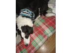 Adopt Davey Jones a Black - with White Border Collie / Labrador Retriever dog in