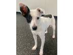 Adopt Patches a White Jack Russell Terrier / Mixed dog in Belmont, NY (37651630)