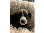 Adopt Debbie a Brown/Chocolate American Pit Bull Terrier / Mixed dog in Niagara