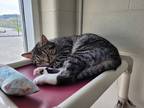 Adopt Bermuda a Domestic Shorthair / Mixed cat in Sudbury, ON (37651517)