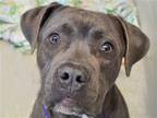 Adopt JOKER a Gray/Blue/Silver/Salt & Pepper Cane Corso / Mixed dog in Denver