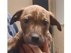 Adopt Wesley a Brown/Chocolate Mixed Breed (Large) / Mixed dog in Wooster
