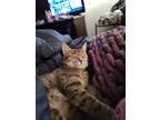 Adopt Piza a Brown Tabby Domestic Shorthair / Mixed (short coat) cat in Ewa