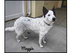 Adopt Maggie a White Border Collie / Mixed dog in Rochester, MN (37651074)