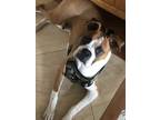 Adopt Archie a Brindle - with White Boxer / Mixed dog in Gilroy, CA (37639329)