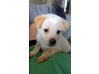 Adopt Yzma Ladybug a White German Shepherd Dog dog in Bellingham, WA (37648023)