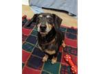 Adopt Oolong a Black Mixed Breed (Small) / Mixed dog in Ashtabula, OH (37650251)