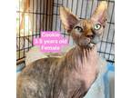 Adopt Cookie a Calico or Dilute Calico Sphynx / Mixed cat in Fort Lauderdale