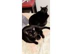 Adopt Sophie and Jade a All Black American Shorthair / Mixed (short coat) cat in