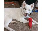 Adopt Fonzy a White Husky / Mixed dog in Tulsa, OK (37649975)
