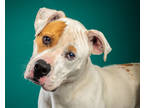 Adopt Ozzy a White Boxer / Mixed dog in Santa Paula, CA (37649899)