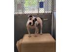 Adopt Jessie a White American Pit Bull Terrier / Mixed dog in Raeford