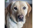 Adopt Samantha a Tan/Yellow/Fawn Labrador Retriever / Mixed dog in Zimmerman