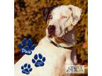 Adopt Pixie a White Catahoula Leopard Dog / Mixed dog in Williamsport