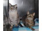 Adopt Mo a Tiger Striped Siamese (short coat) cat in Parsons, KS (37649505)