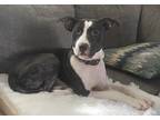 Adopt Reina a Black - with White American Pit Bull Terrier / Mixed dog in