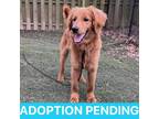 Adopt Obie a Brown/Chocolate Labrador Retriever / Poodle (Standard) / Mixed dog