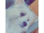 Adopt Luna a White - with Tan, Yellow or Fawn Westie, West Highland White