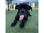 Adopt Orchid a Black Boxer / Cane Corso / Mixed dog in Bryan, TX (37648491)
