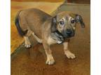 Adopt Leia a Tan/Yellow/Fawn - with Black Dachshund / Terrier (Unknown Type