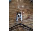 Adopt Pancake a Brown/Chocolate - with White Boxer / Mixed dog in Sunbury