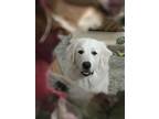 Adopt Lola A White - With Red, Golden, Orange Or Chestnut Great Pyrenees / Mixed