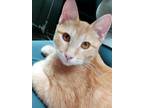 Adopt Cottontail a Orange or Red Domestic Shorthair / Domestic Shorthair / Mixed
