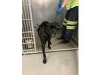 Adopt 52297720 a Black Cane Corso / Mixed dog in Fort Worth, TX (37648180)