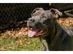 Adopt Sweets a Gray/Blue/Silver/Salt & Pepper Mixed Breed (Large) / Mixed dog in