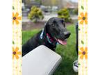 Adopt Daisy a Black Blue Lacy/Texas Lacy / Retriever (Unknown Type) / Mixed dog