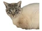 Adopt Cedarmoon a White Siamese / Domestic Shorthair / Mixed cat in