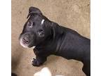 Adopt Groot a Black - with White American Pit Bull Terrier / Mixed dog in