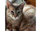 Lucy, Siamese For Adoption In Salem, Oregon
