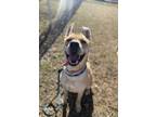 Rebel, American Pit Bull Terrier For Adoption In Danville, Pennsylvania