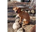 Pumpkin, American Pit Bull Terrier For Adoption In Lansing, Michigan