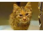 Tillie, Domestic Shorthair For Adoption In West Union, Ohio