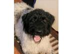 Adopt Louie a German Wirehaired Pointer