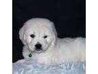 Labrador Retriever Puppy for sale in Nunn, CO, USA