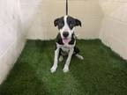 Adopt PHOEBE a Treeing Walker Coonhound, Mixed Breed