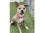 Adopt CANDY a Pit Bull Terrier, Mixed Breed