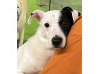 Adopt SUZANNA a Jack Russell Terrier