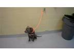 Adopt BLUETTE a Pit Bull Terrier