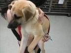 Adopt A406878 a German Shepherd Dog, Mixed Breed