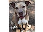 Adopt BELLA a Labrador Retriever, Pit Bull Terrier