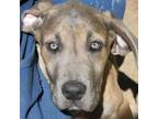Adopt LILLEE a Great Dane