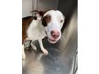 Adopt 52297445 a Pit Bull Terrier, Mixed Breed